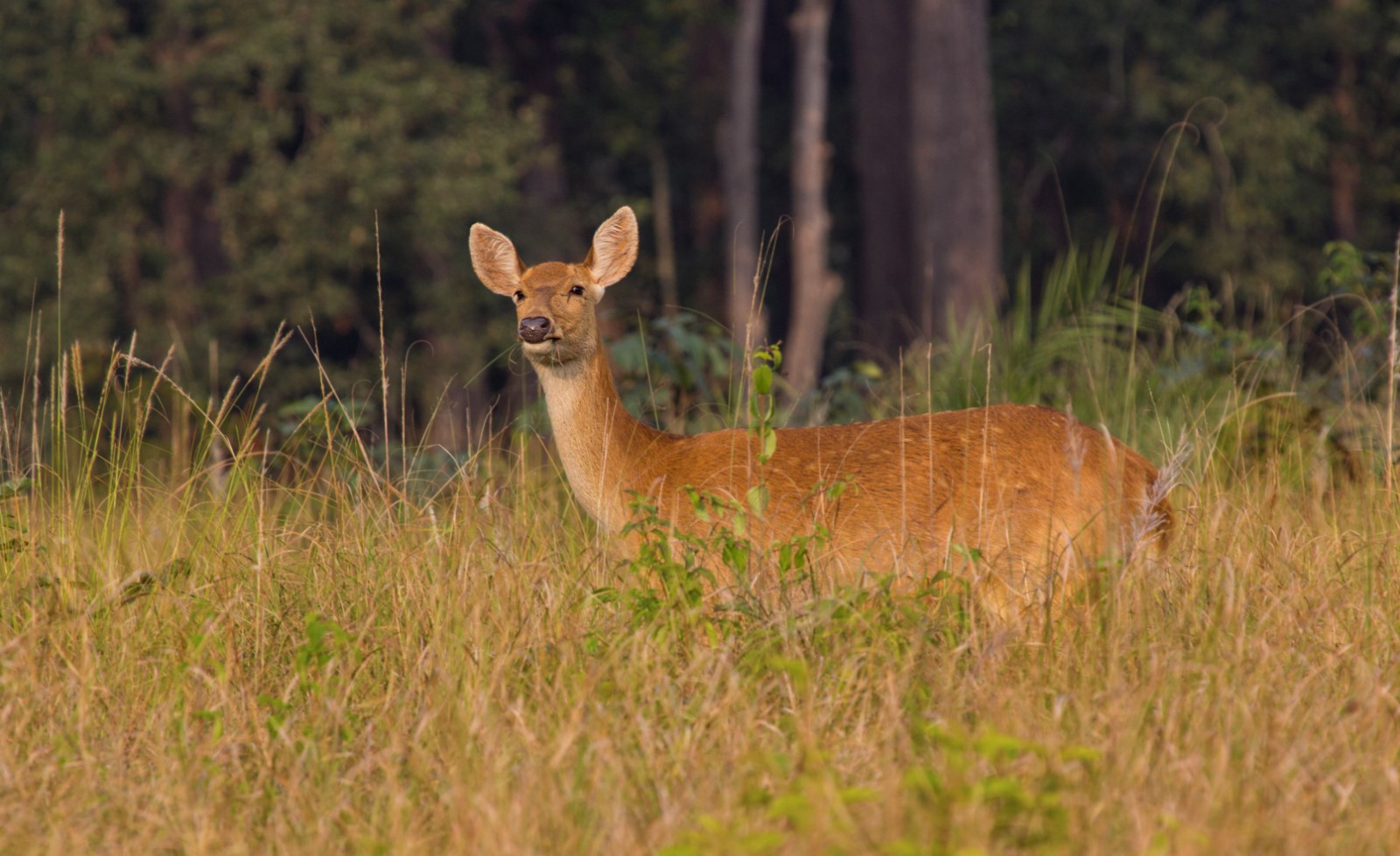 Barasingha Deer